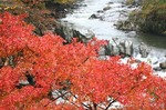 夏井川渓谷の紅葉natuigawa a glen in red leaves08.jpg